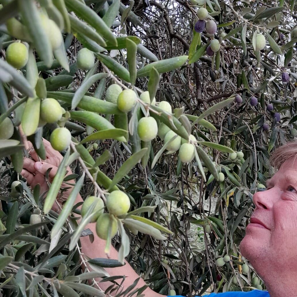 olijven Gerard